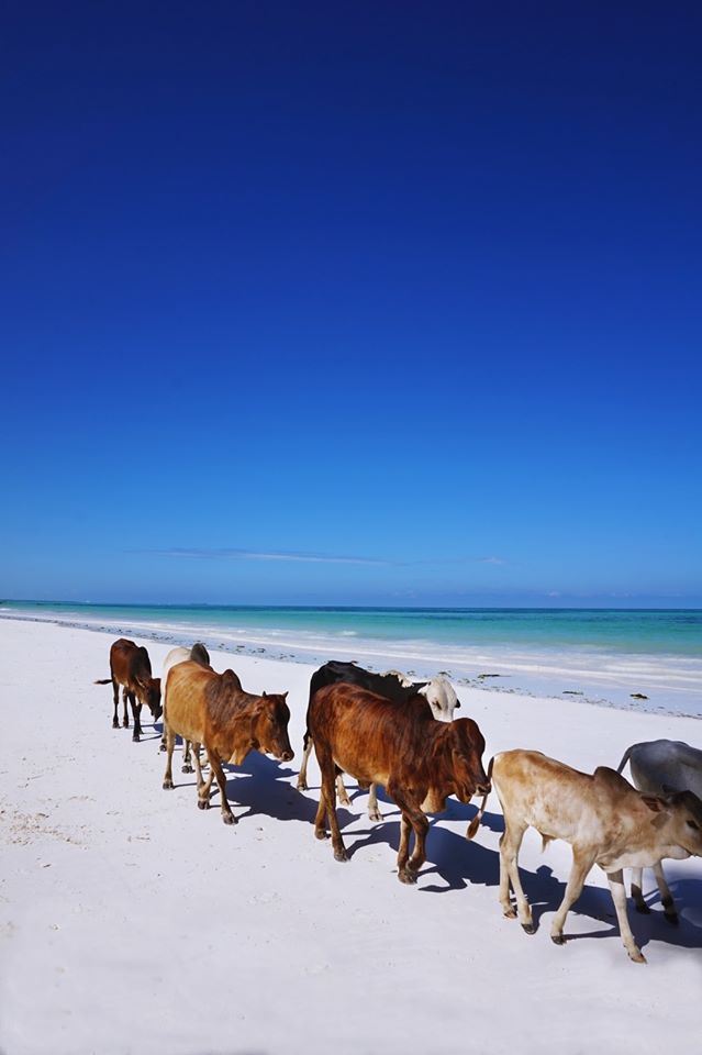 Why Not Zanzibar? (zdjęcie 14)